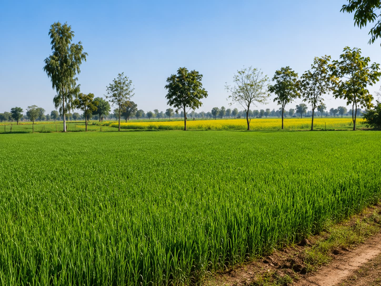 GOHANA FARMING BELT LAND