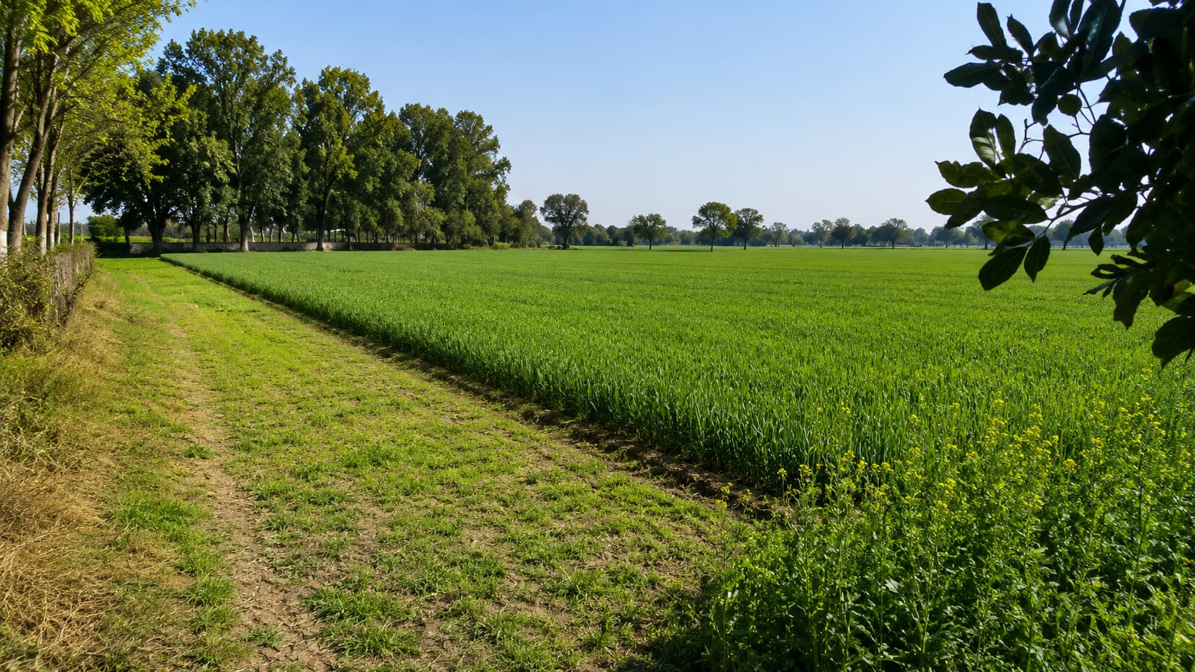 DELHI BORDER AGRI-INVESTMENT LAND