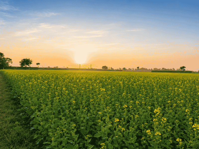 agriculture land